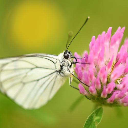 Papillon Gazé sur une fleur de trèfle 