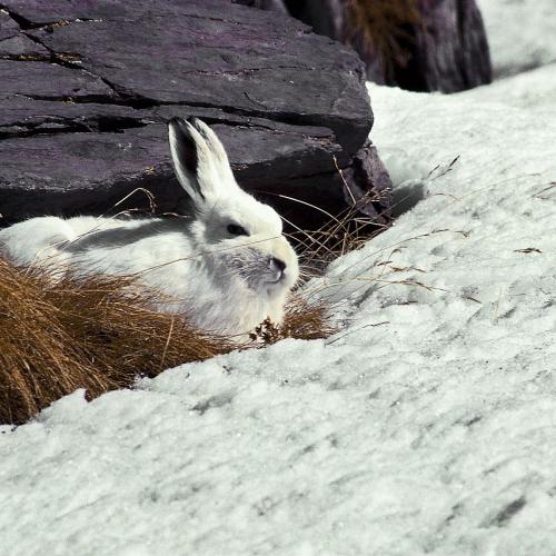 Lièvre variable © J. Blanc
