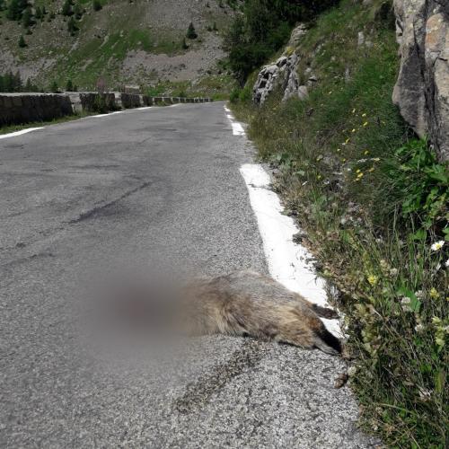 Marmotte écrasée © L. Klein / PnM