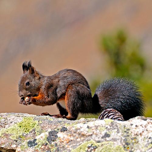 L'écureuil gris espèce invasive qui décime l'écureuil roux - La