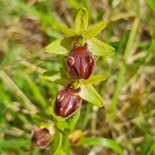 ophrys-de-marseille-400px.jpg