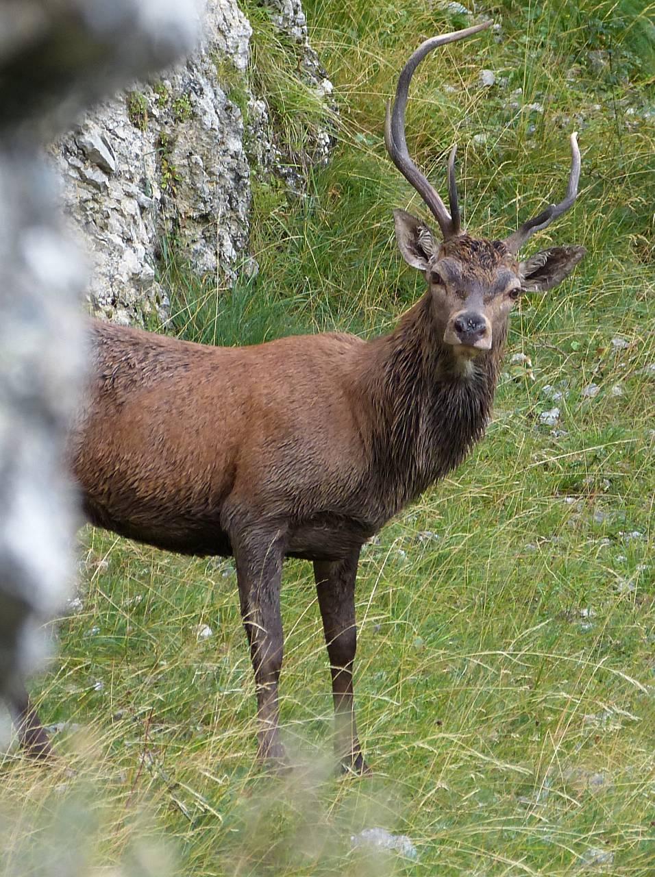 Cerf élaphe © L. Malthieux / PnM