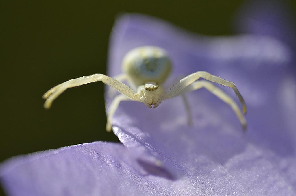 L’Atlas de la Biodiversité Communale est aussi une invitation à l’émerveillement face à la richesse souvent insoupçonnée de la faune et de la flore locales