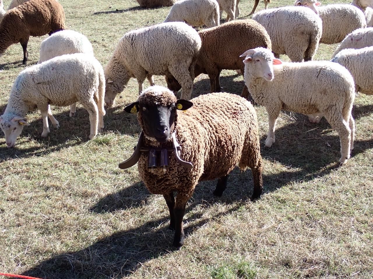 Troupeau de moutons dans les préAlpes à l'automne © F. Breton / PnM