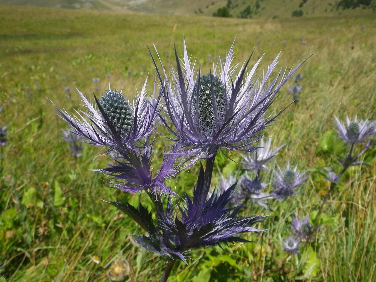 Reine des Alpes (Eryngium alpinum) © L. Martin-Dhermont / PnM
