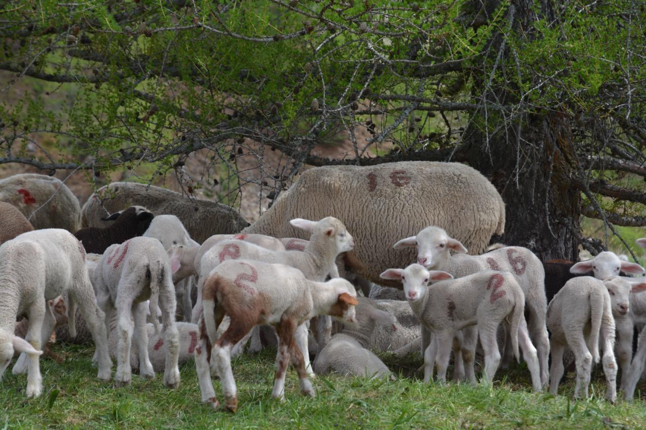 Agneaux et brebis au printemps, en Ubaye © F. Breton / PnM