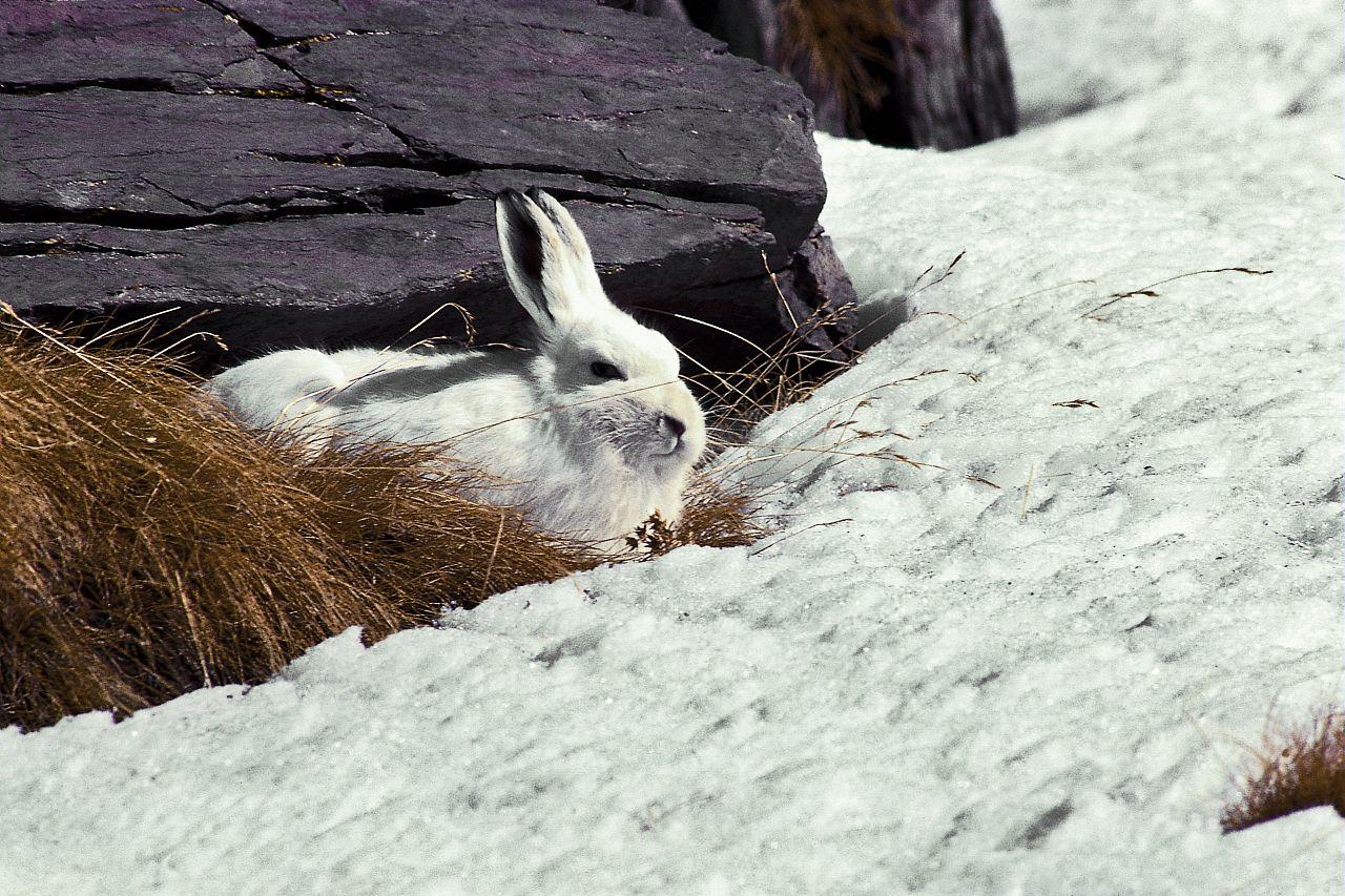 Lièvre variable © J. Blanc