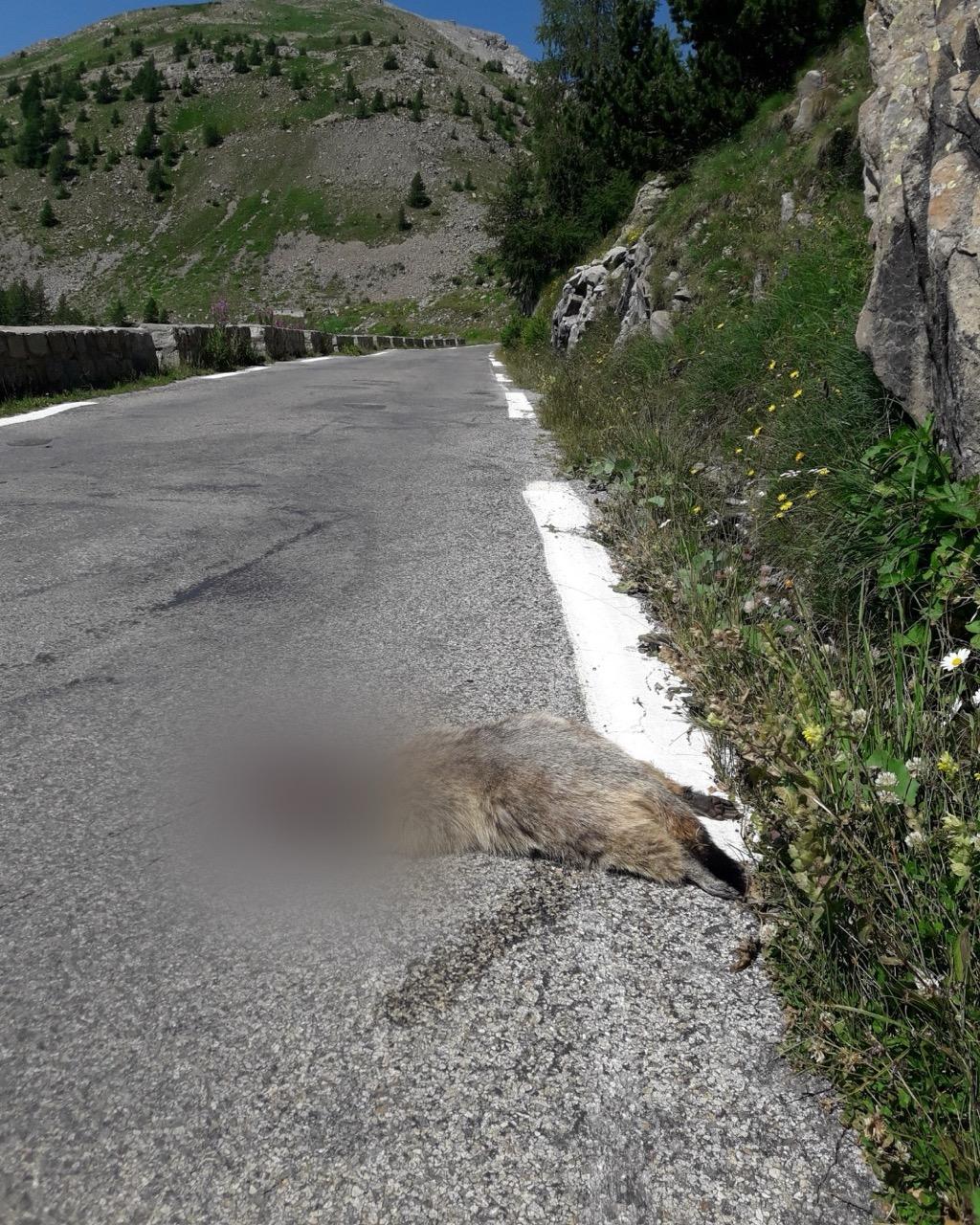 Marmotte écrasée © L. Klein / PnM