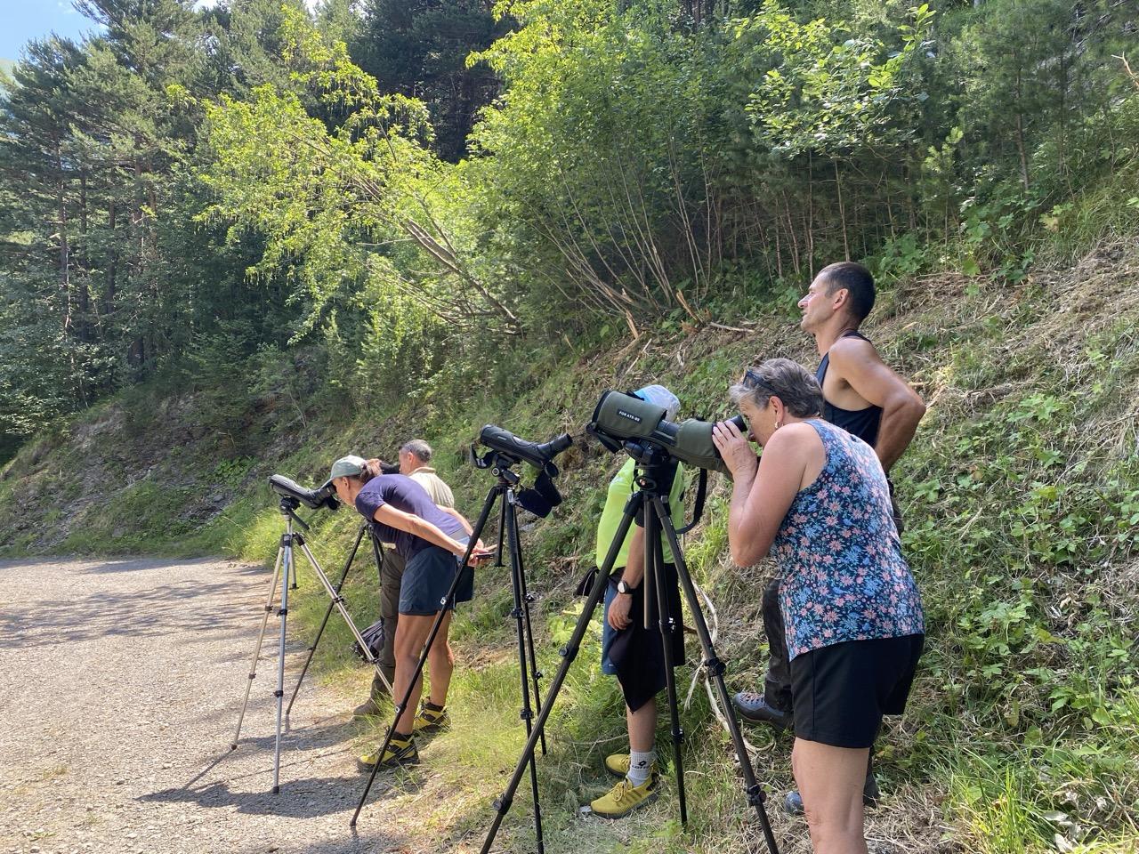 &Agrave; Tende, une matin&eacute;e d&rsquo;observation des aigles royaux avec le R&eacute;seau Aigle &copy; : L. Reypin / PnM