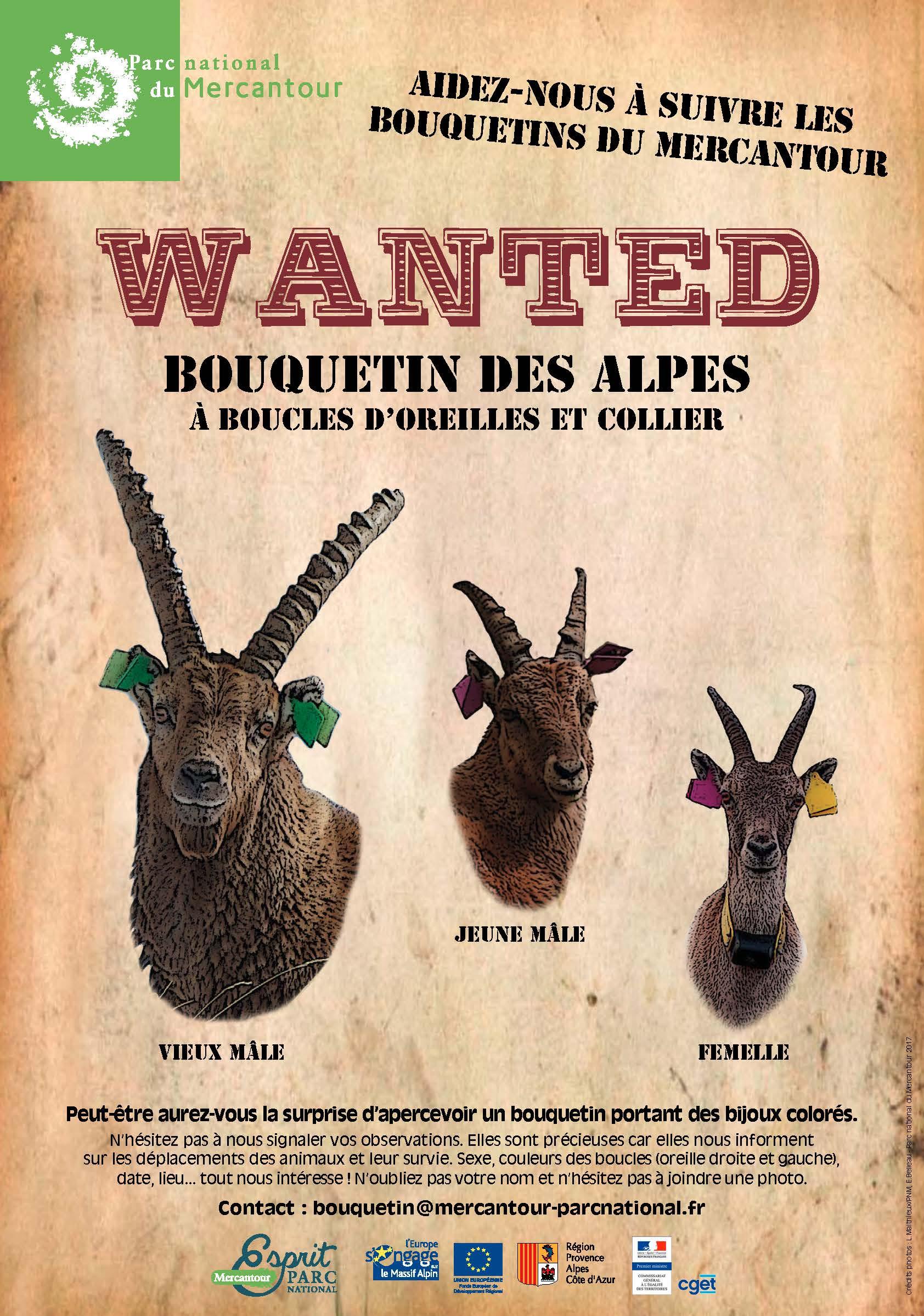 Affiche "Wanted" bouquetin