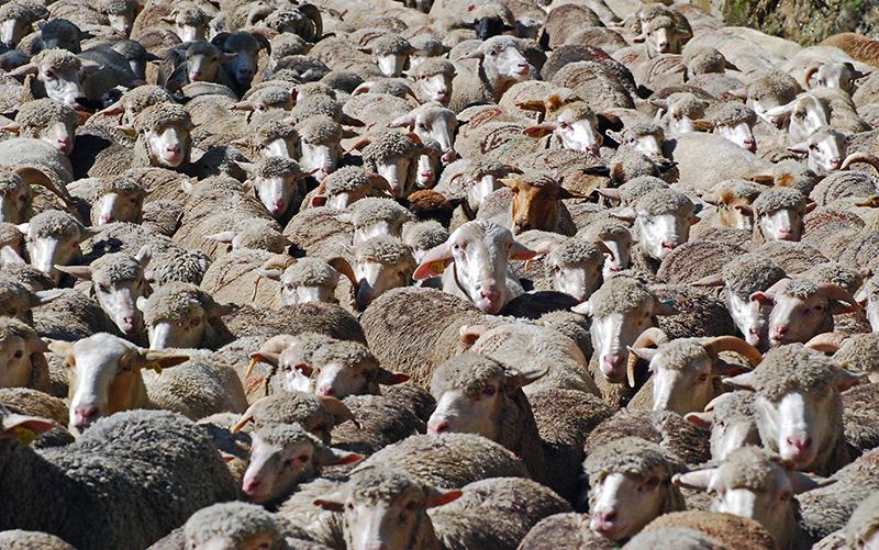 Troupeau de moutons en Tinée