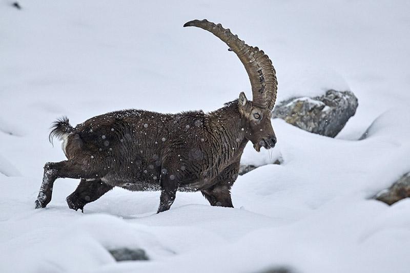 Un mâle de bouquetin des Alpes (Capra ibex) dans la neige au mois de janvier
