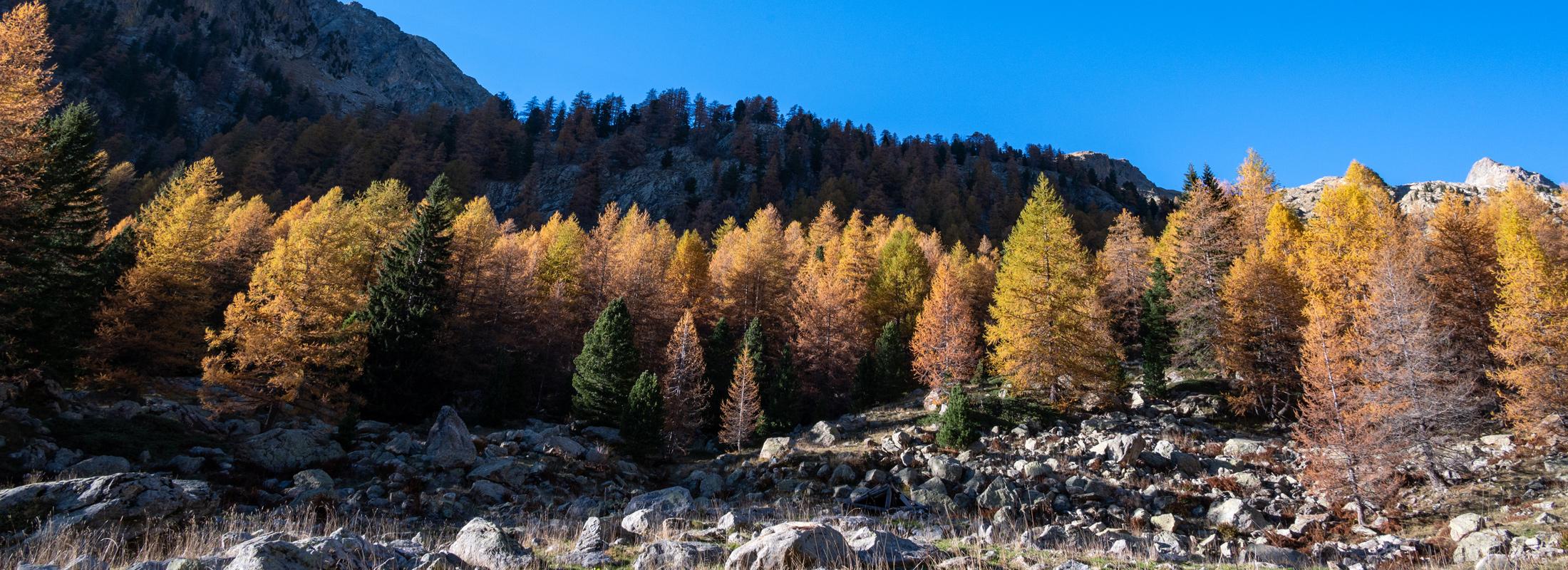 Mélèzes à l'automne en Vésubie