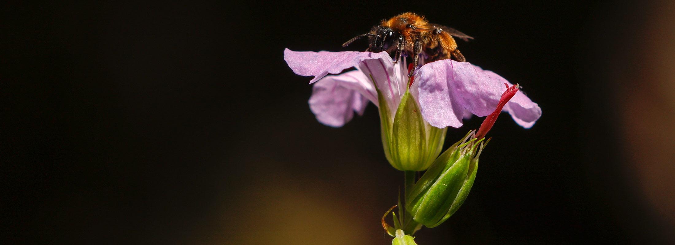 Geranium nodosum et abeille © S. Roux / PnM