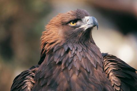 Les rapaces de la Tinée_Saint-Sauveur-sur-Tinée