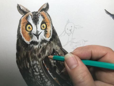 Viens dessiner les oiseaux du Mercantour !_Saint-Étienne-de-Tinée
