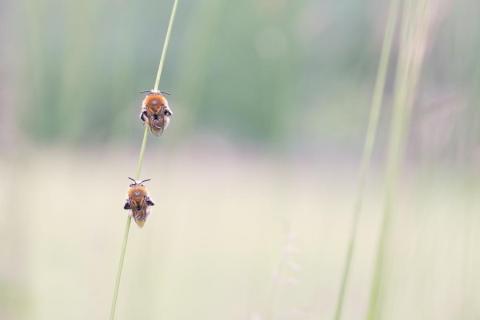 Les abeilles sauvages_Beuil