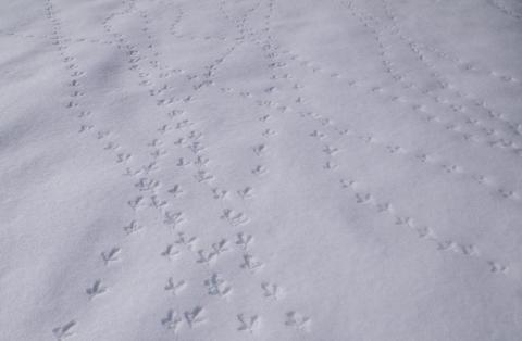 Traces de Tétras lyre dans la neige - Traces de Tétras lyre dans la neige