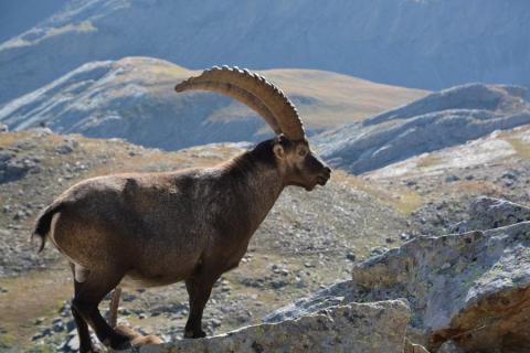 Bouquetin des Alpes - Bouquetin des Alpes