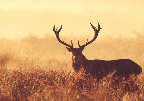 À l'écoute du brame du cerf_Tende