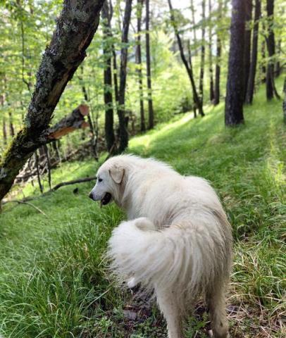 Apéro des alpages : discussion sur les patous et la faune sauvage_Tende