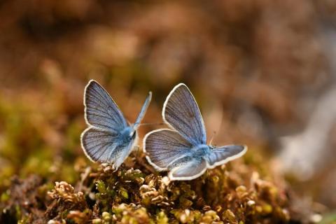 Biodiversité : connaître pour protéger - Azurés
