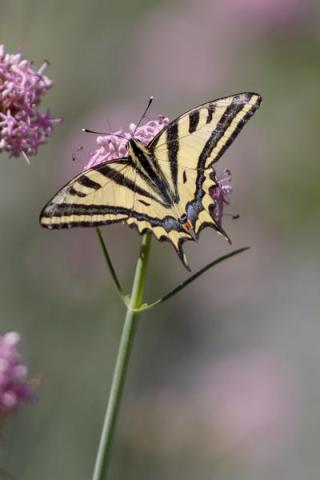 Animation au jardin des papillons_Allos - Alexanor (Papilio alexanor)