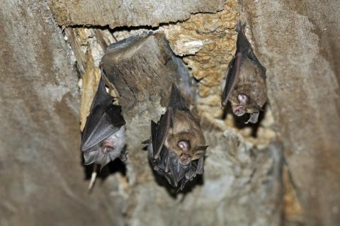 Nuit de la chauve-souris_Allos - Trois petits rhinolophes
