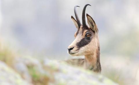 chamois