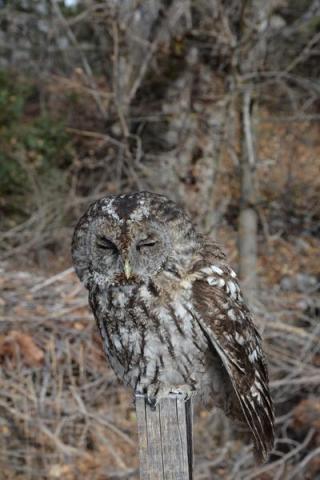 Relâcher d'un chouette hulotte_Barcelonnette - Chouette hulotte
