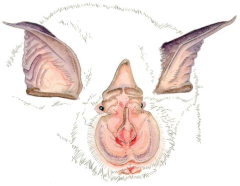 A la découverte des chauves-souris de l'Eglise d'Entraunes_Entraunes