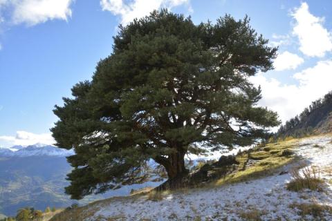 Conférence en plein-air : Communication des plantes et des arbres, une approche sensible et scientifique_Tende