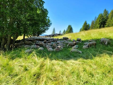 Troupeau en train de chaumer sous les arbres dans un pré - Troupeau en train de chaumer sous les arbres dans un pré