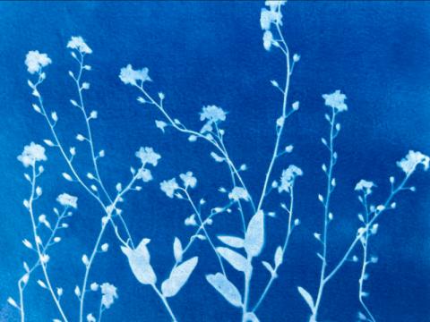 Atelier Cyanotypes_Tende - Atelier_cyanotypes