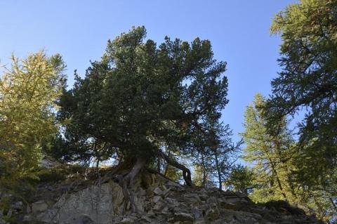 A la decouverte des arbres - Vieux pin cembro (Pinus cembra). Dans le vallon de Bouchiers à saint Paul sur Ubaye.