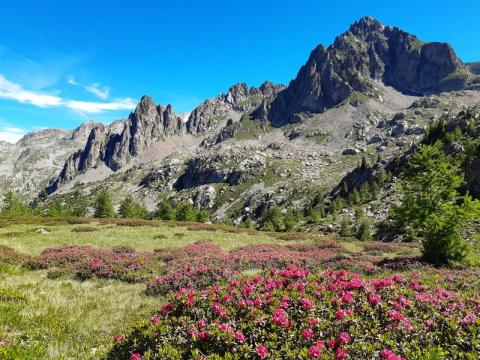 Rencontre avec un garde : lumières sur le Parc national du Mercantour_Saint-Martin-Vésubie - Vallon de la Madone de Fenestre