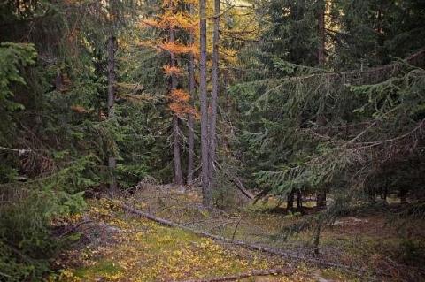 Promenons-nous dans les bois !_Valdeblore - Forêt dense de conifères en automne à Mollières. Dominante de bois noirs conquérants, mélèzes très minoritaires.