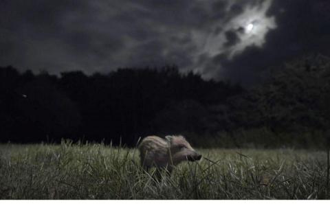 Soirée ciné nature " La Nuit des Animaux"_Sospel - La Nuit des Animaux