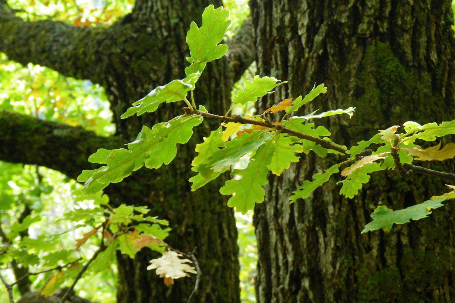 Branche et tronc de chêne pubescent. © F. Breton / PnM