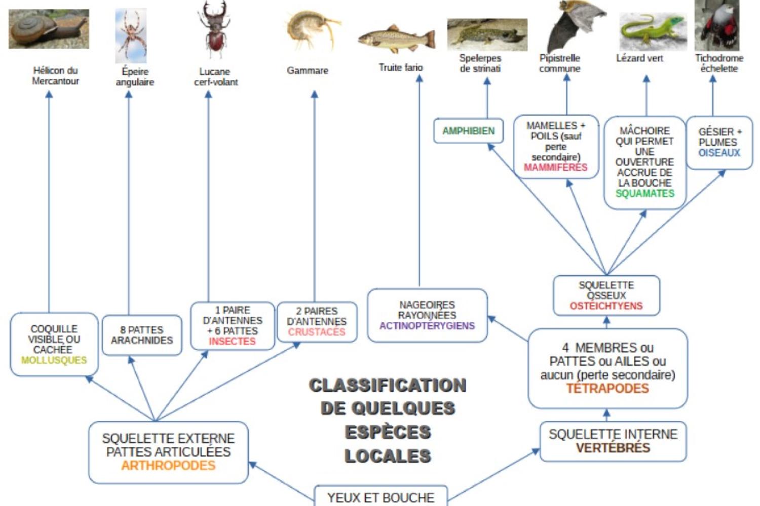 Classification de quelques espèces locales