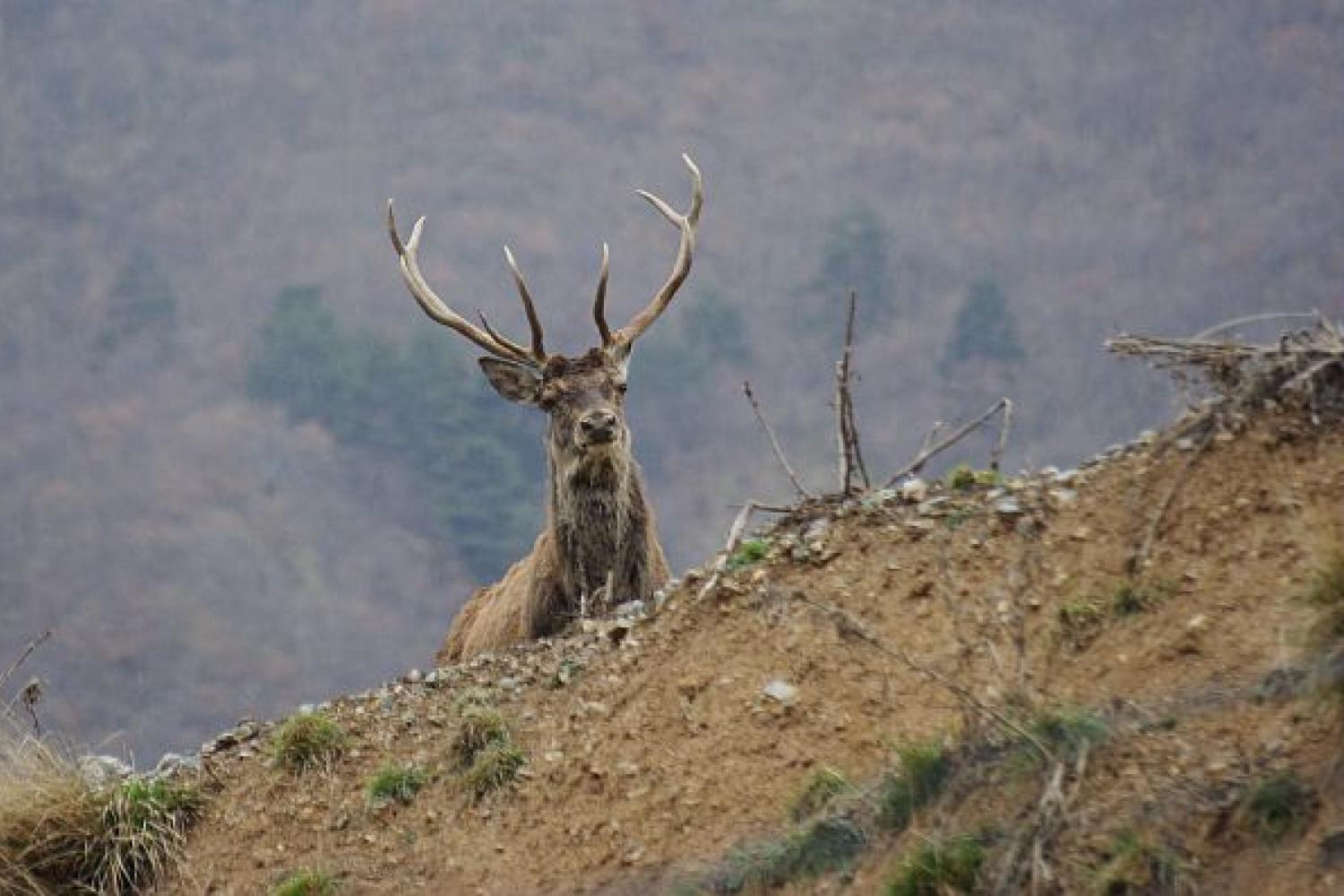 Cerf élaphe © J.-M. Cevasco / PnM