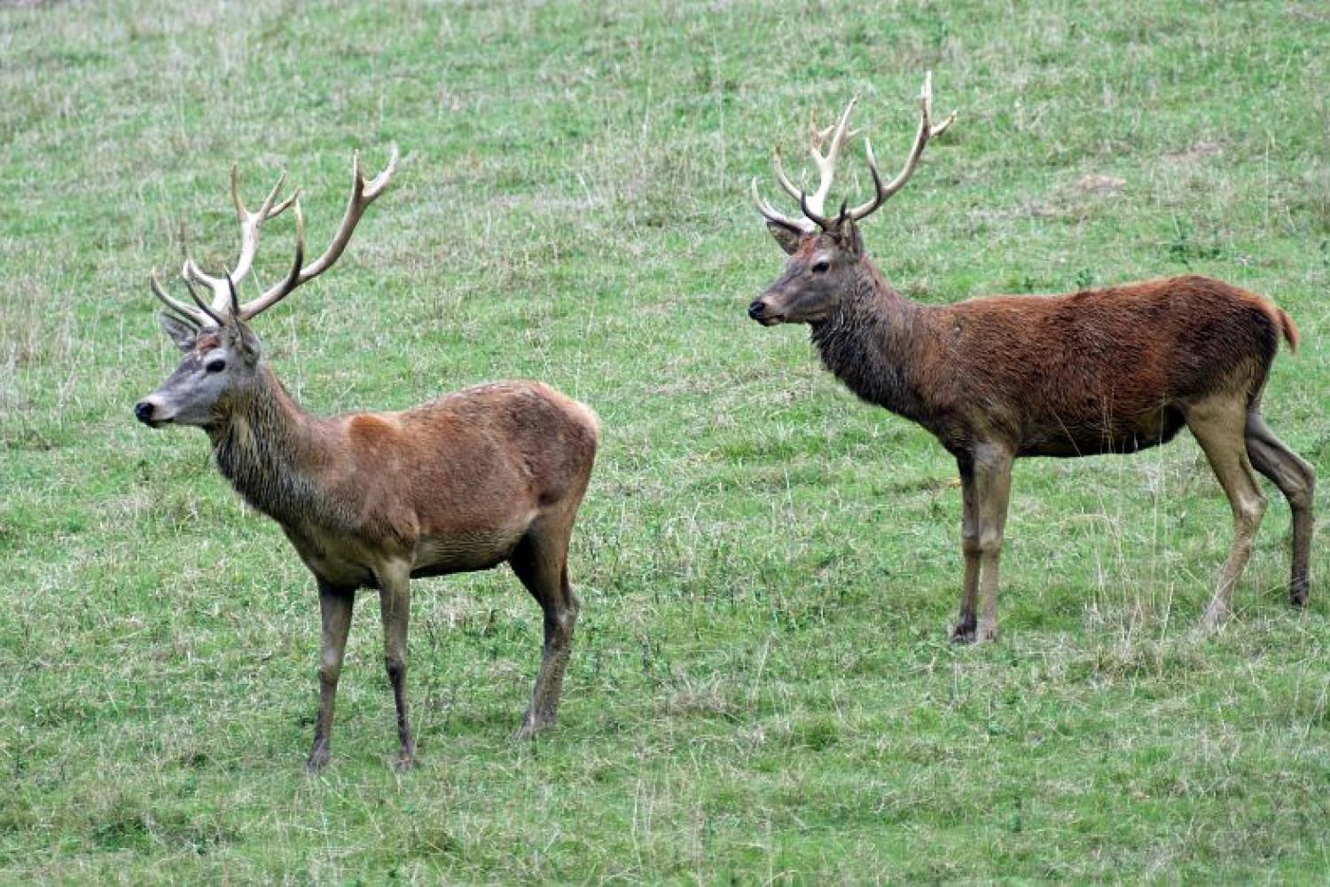 Cerf élaphe © P. Pierini / PnM