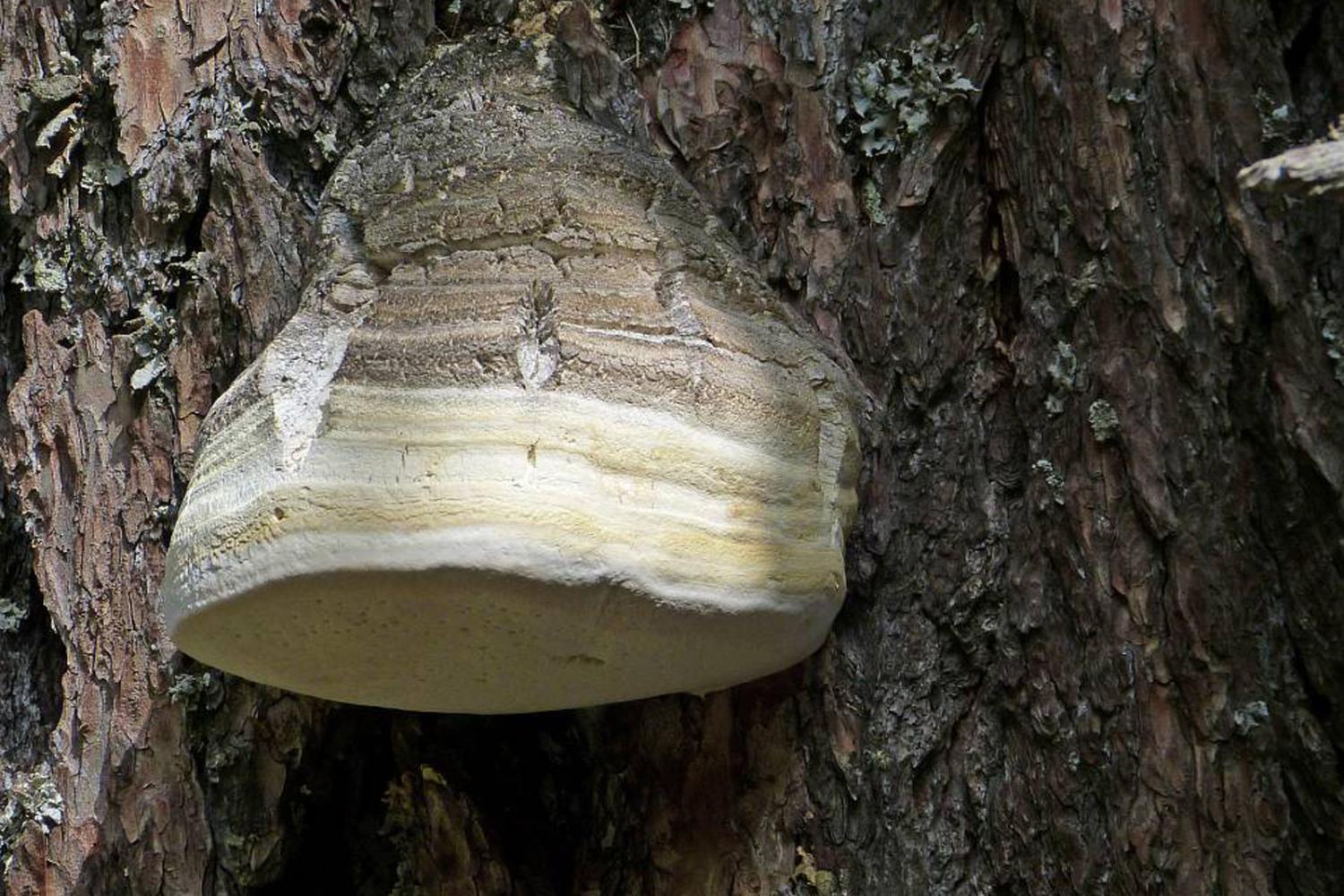 Polypore officinal, (Laricifomes officinalis), sur le tronc d'un vieux mélèze, (Larix decidua) © L. Malthieux / PnM