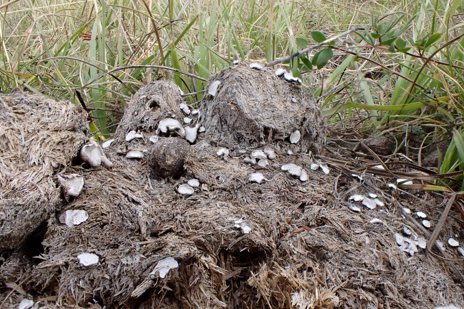 Poronie ponctuée (Poronia punctata) © F. Breton / PnM