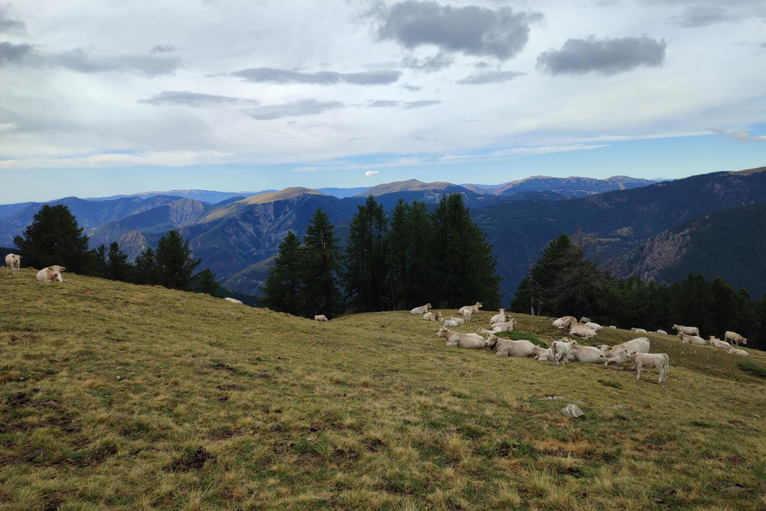 Troupeau bovin, en pâture sur l'alpage de la Vacherie de Saint-Sauveur-sur-Tinée. L’éleveuse s’est engagée en 2024 au travers d’un plan de gestion préservant les nichées du Tétras-Lyre et une ressource en herbe suffisante pour le bouquetin à la période hivernale, été 2024. D. Lepolard / PnM