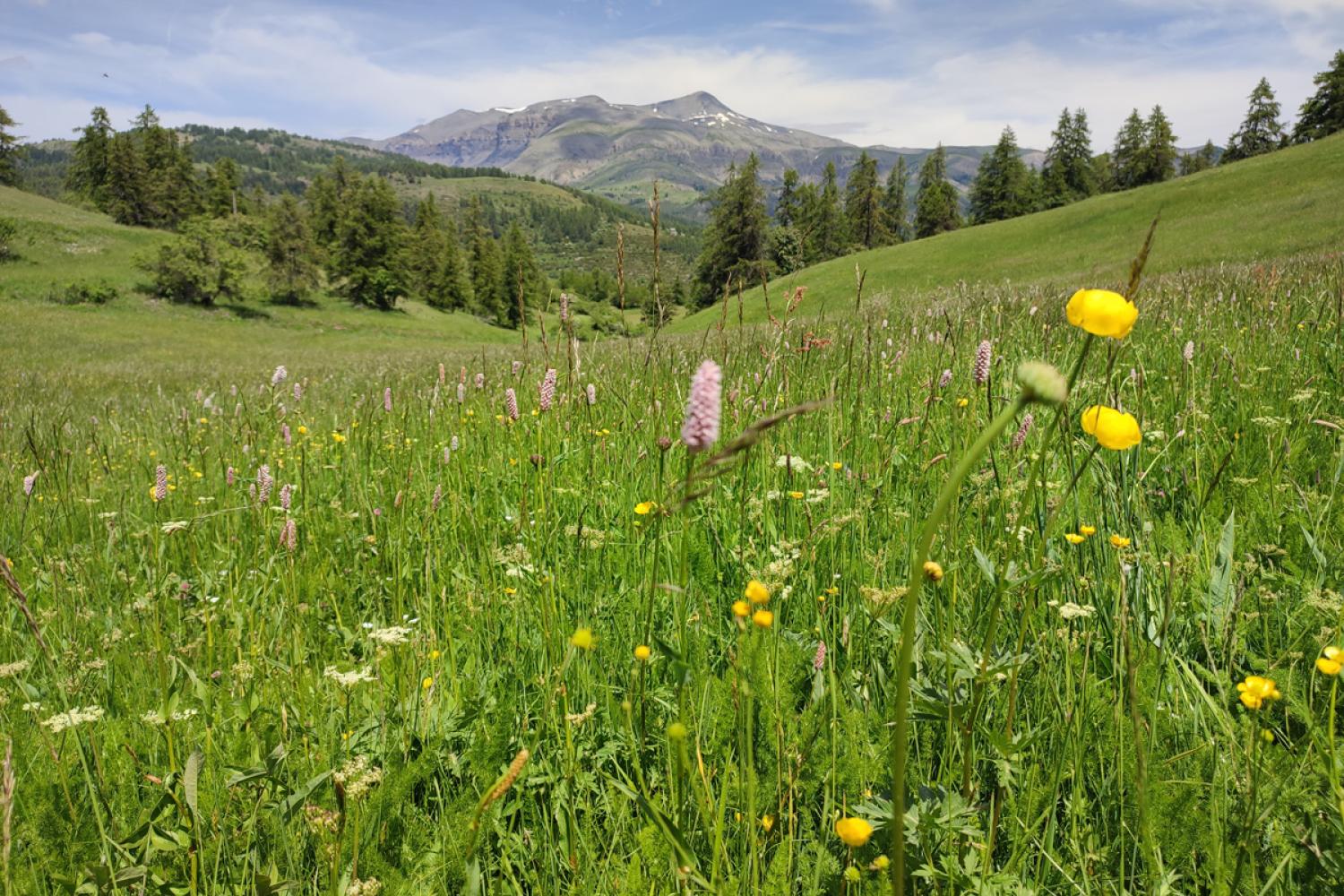 Prairie dans le secteur du Haut Var Cians, avec 2 espèces bien visibles au  premier plan : la Renouée bistorte et le Troll d’Europe, espèces indicatrices du bon équilibre agro-écologique des prairies - juin 2024. © D. Lepolard / PnM