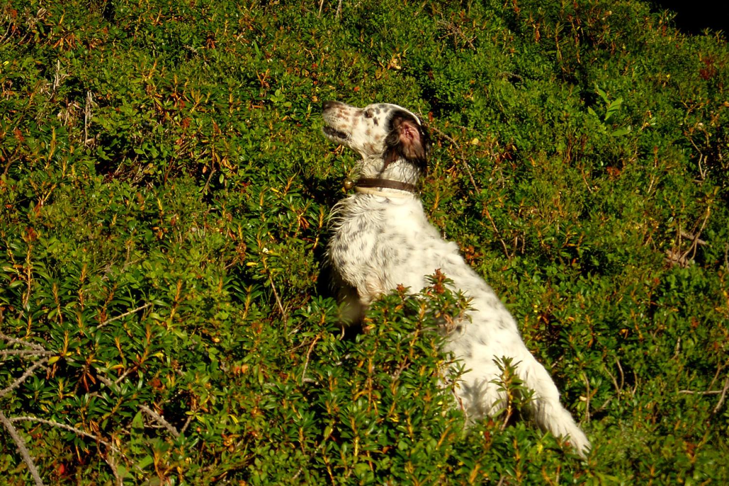 Setter anglais à l'arrêt © F. Guigo / PnM