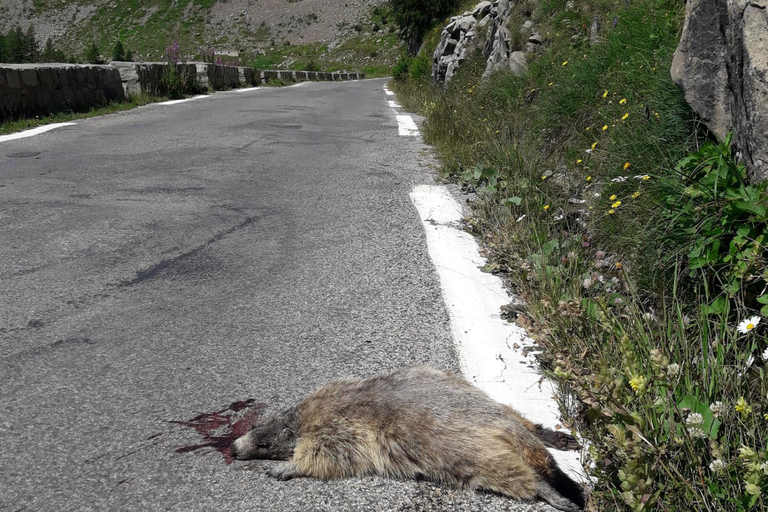 Les routes du Mercantour sont belles mais aussi dangereuses © L. Klein / PnM