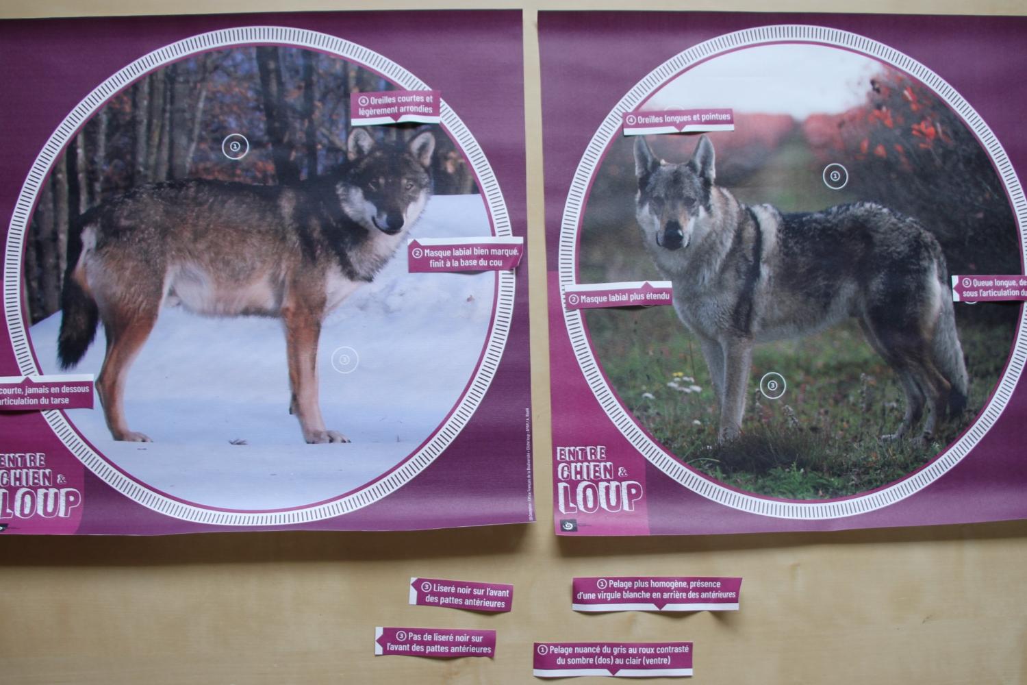 Jeu 5 Entre Chien et loup 