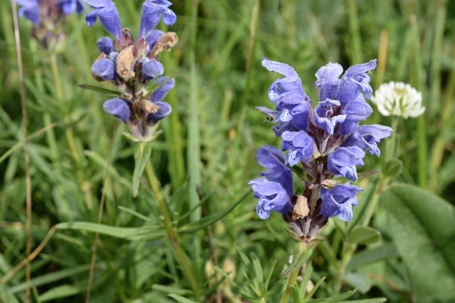 Dracocephalum ruycshiana au col de Larche © F. Breton / PnM